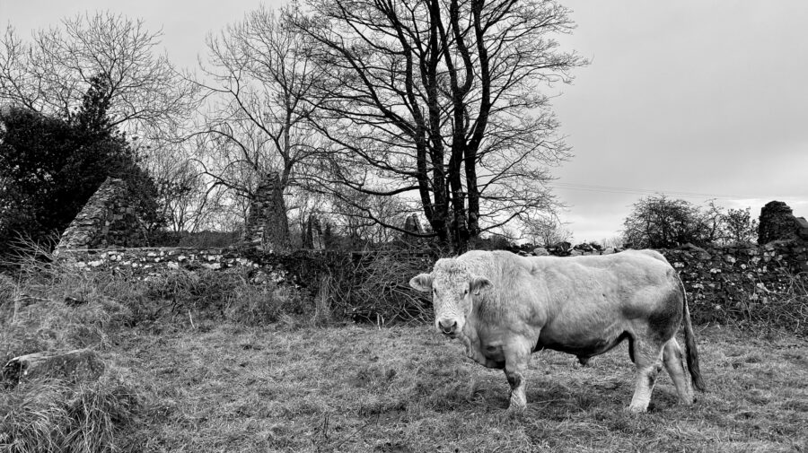 Patrick Bradley Architects Barneys Ruins Irish Clachan Ireland Staycation Vernacular Contemporary Cool Northern Ireland Irish 12